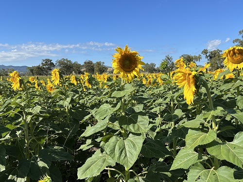 Sunflower Trips in Regional NSW Australia